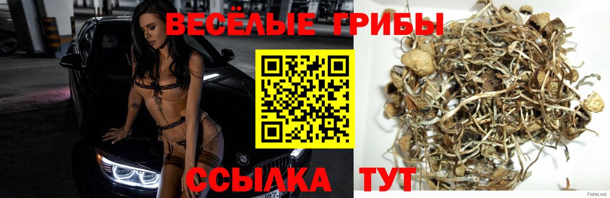 Нальчик  Псилоцибиновые грибы Psilocybe  Вход с VPN  Псилоцибиновые грибы Psilocybe 